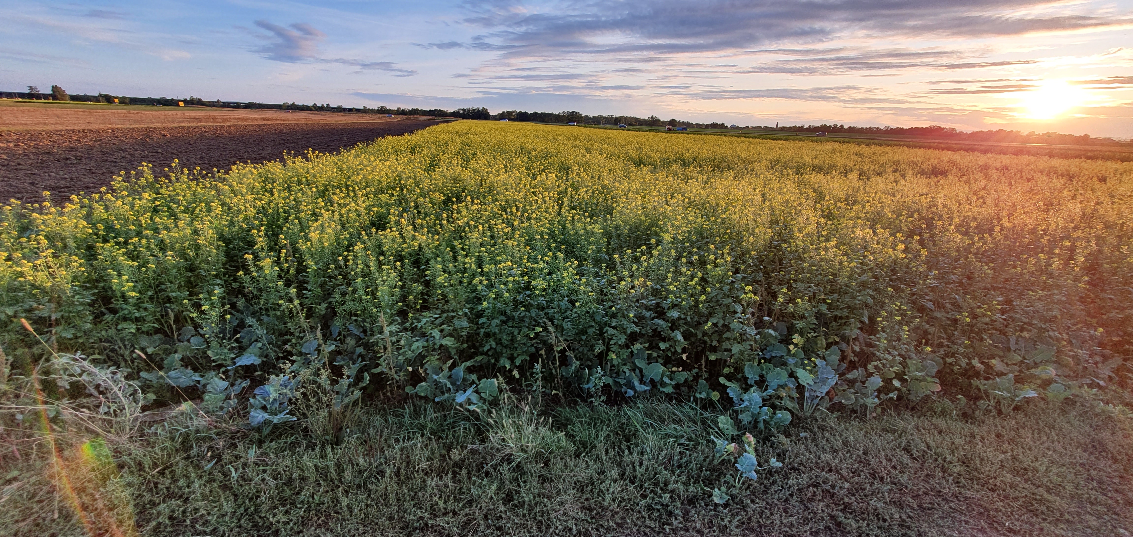Oljna ogrščica ob sončnem zahodu